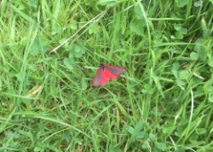 20180609 Cinnabar Moth